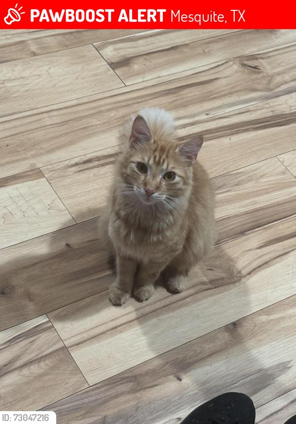 Lost Male Cat last seen Lasater rd, Mesquite, TX 75181