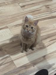 Lost Male Cat last seen Lasater rd, Mesquite, TX 75181