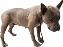 Shelter Stray Female Dog last seen , 3201 Lacy St, Los Angeles, CA 90031, USA