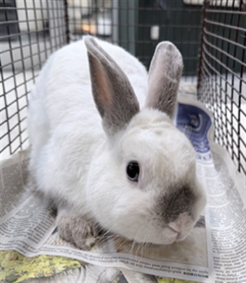 Shelter Stray Male Other last seen , 3201 Lacy St, Los Angeles, CA 90031, USA