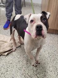 Shelter Stray Female Dog last seen Near BLOCK E HILDALE ST, DETROIT, MI 48234, 7401 Chrysler Dr, Detroit, MI 48211, USA