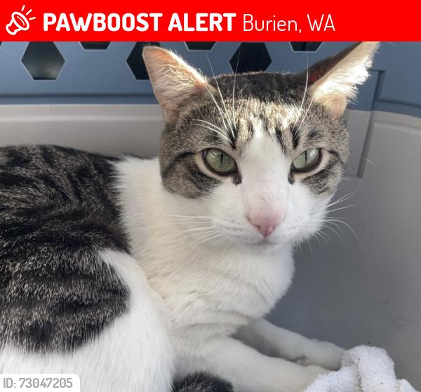 Lost Male Cat last seen Westwood Village & Roxhill Park Area of Burien, Burien, WA 98166