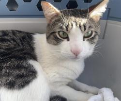 Lost Male Cat last seen Westwood Village & Roxhill Park Area of Burien, Burien, WA 98166