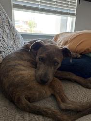 Lost Male Dog last seen Montana and Rich Beem, El Paso, TX 79938