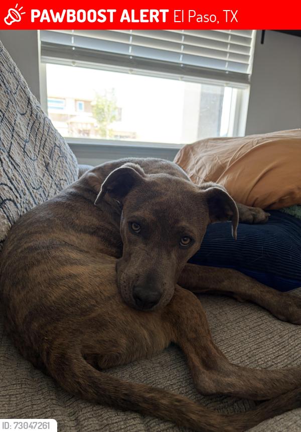 Lost Male Dog last seen Montana and Rich Beem, El Paso, TX 79938