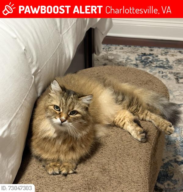 Lost Male Cat last seen Lindley Pl and Varik, Charlottesville, VA 22901