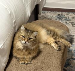 Lost Male Cat last seen Lindley Pl and Varik, Charlottesville, VA 22901