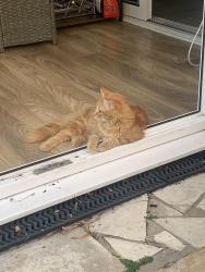 Lost Male Cat last seen Wellingborough , North Northamptonshire, England NN8