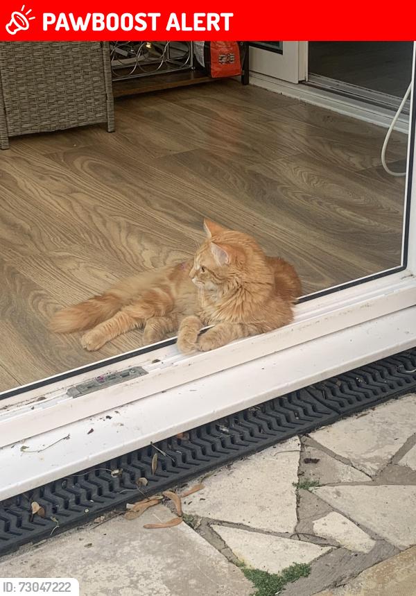 Lost Male Cat last seen Wellingborough , North Northamptonshire, England NN8