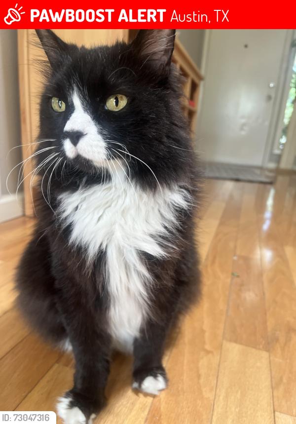 Lost Male Cat last seen Near block of Shadywood Dr, Austin, TX 78745
