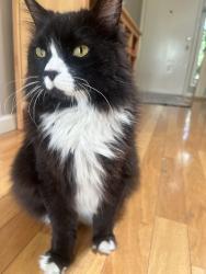 Lost Male Cat last seen Near block of Shadywood Dr, Austin, TX 78745