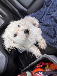 Found/Stray Female Dog last seen Michigan rural, Indianapolis, IN 46201