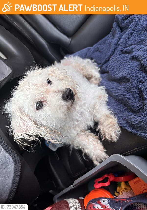 Found/Stray Female Dog last seen Michigan rural, Indianapolis, IN 46201