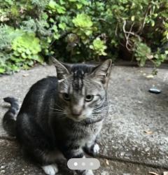 Reunited Male Cat last seen Chateau Drive in Almaden , San Jose, CA 95120