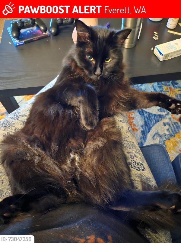 Lost Male Cat last seen Casino Road, Everett, WA 98204