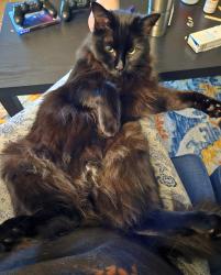 Lost Male Cat last seen Casino Road, Everett, WA 98204