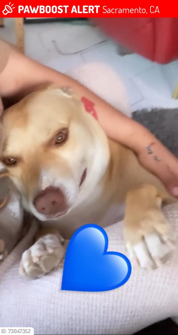 Lost Male Dog last seen 18th and e Nichols there is a high n bi liquor store n Toni’s market down the street, Sacramento, CA 95820