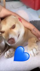 Lost Male Dog last seen 18th and e Nichols there is a high n bi liquor store n Toni’s market down the street, Sacramento, CA 95820