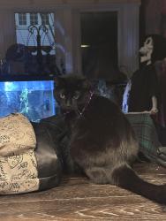 Lost Female Cat last seen spring run road in crescent, near florence dr, Crescent Township, PA 15046
