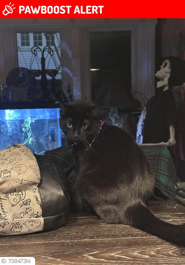 Lost Female Cat last seen spring run road in crescent, near florence dr, Crescent Township, PA 15046