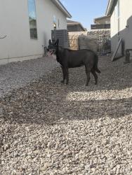 Found/Stray Female Dog last seen Montana and Rich Beem, El Paso, TX 79938