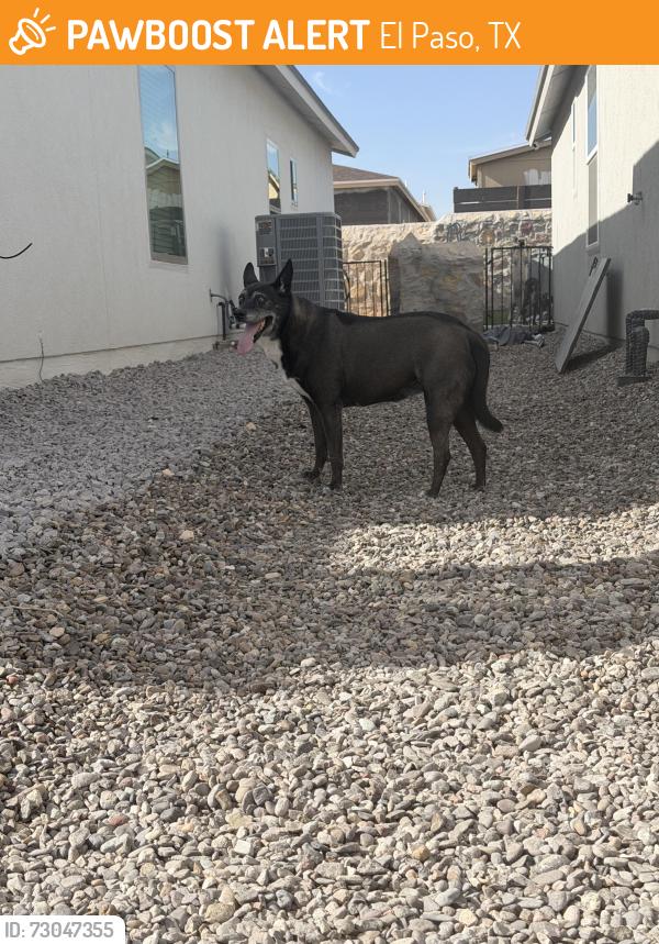 Found/Stray Female Dog last seen Montana and Rich Beem, El Paso, TX 79938