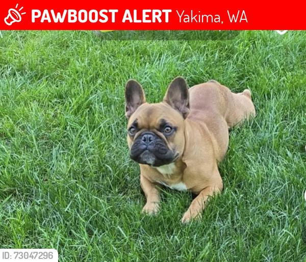 Lost Male Dog last seen Garfield Elementary, Yakima, WA 98902