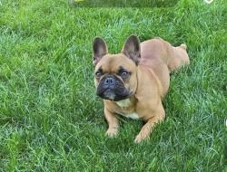 Lost Male Dog last seen Garfield Elementary, Yakima, WA 98902