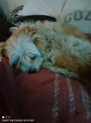 Found/Stray Male Dog last seen Ming ave, Bakersfield, CA 93309