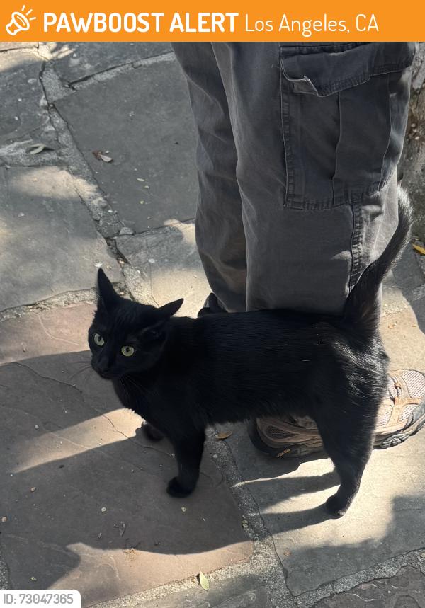 Found/Stray Unknown Cat last seen Silver Lake, Los Angeles, CA 90039
