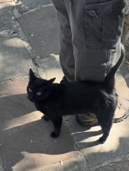 Found/Stray Unknown Cat last seen Silver Lake, Los Angeles, CA 90039