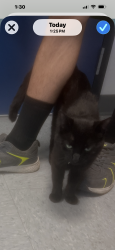Found/Stray Male Cat last seen Broadway and Maryland, Winnipeg, MB 