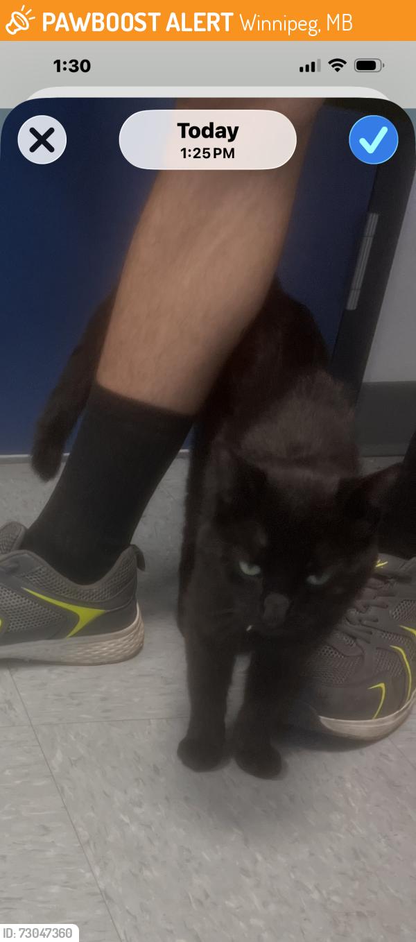 Found/Stray Male Cat last seen Broadway and Maryland, Winnipeg, MB 