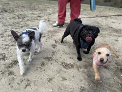 Lost Male Dog last seen Orangewood and Euclid , Garden Grove, CA 92840