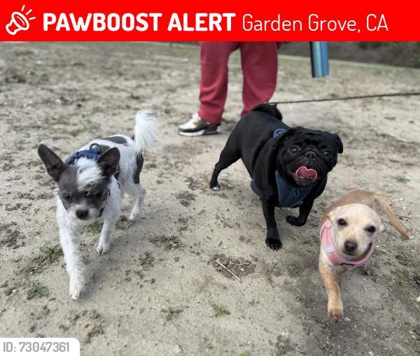 Lost Male Dog last seen Orangewood and Euclid , Garden Grove, CA 92840