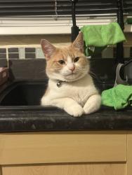 Lost Male Cat last seen Cattdown/ prince rock, Prince Rock, England PL4