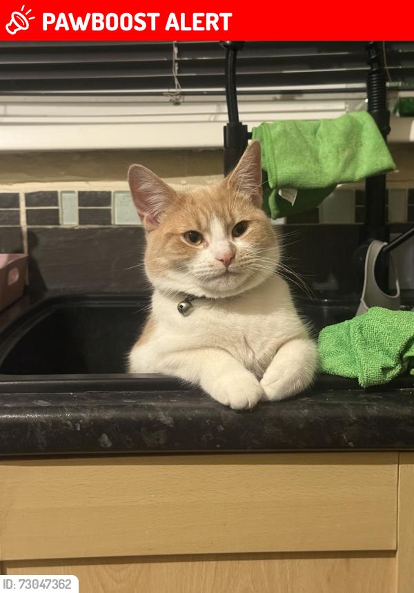 Lost Male Cat last seen Cattdown/ prince rock, Prince Rock, England PL4