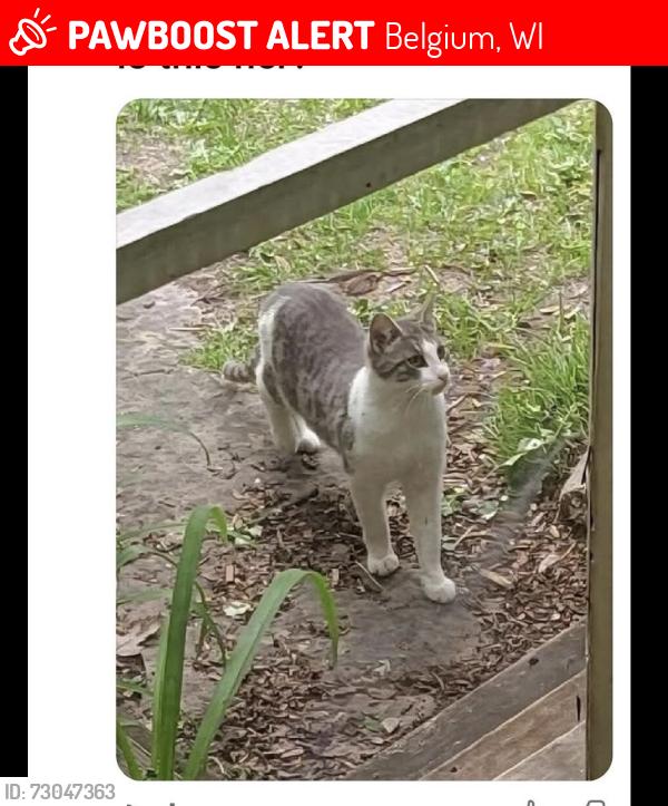 Lost Female Cat last seen Rosie got lost at Meadowlark Storage Facility in Belgium, but belongs to a family in Fredonia.  She was last seen in the western area of First Street in Belgium., Belgium, WI 53004