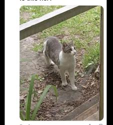 Lost Female Cat last seen Rosie got lost at Meadowlark Storage Facility in Belgium, but belongs to a family in Fredonia.  She was last seen in the western area of First Street in Belgium., Belgium, WI 53004