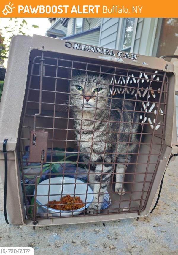 Found/Stray Unknown Cat last seen Near Abbotsford, Buffalo, NY 14202