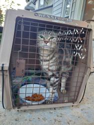 Found/Stray Unknown Cat last seen Near Abbotsford, Buffalo, NY 14202