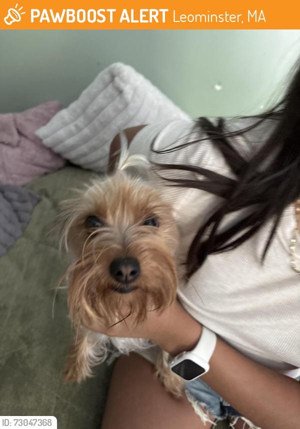 Found/Stray Female Dog last seen At the end of the downtown Leominster bike trail, Leominster, MA 01453