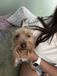 Found/Stray Female Dog last seen At the end of the downtown Leominster bike trail, Leominster, MA 01453