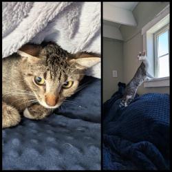 Lost Female Cat last seen Mill Station Road, Sebastopol, Sebastopol, CA 95472