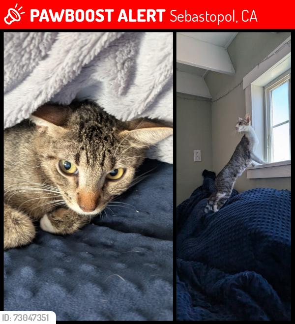 Lost Female Cat last seen Mill Station Road, Sebastopol, Sebastopol, CA 95472