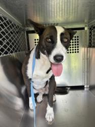 Shelter Stray Female Dog last seen Near Wren Ave, South District, , 355 Hillshire Dr, Haslet, TX 76052, USA