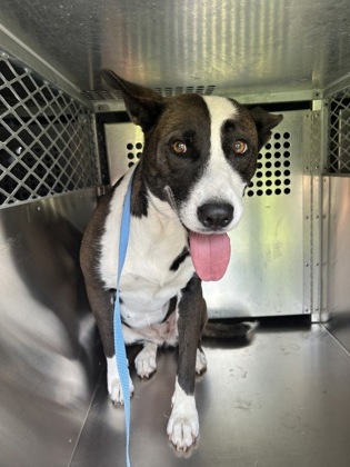 Shelter Stray Female Dog last seen Near Wren Ave, South District, , 355 Hillshire Dr, Haslet, TX 76052, USA