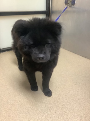 Shelter Stray Female Dog last seen Near Grenada Sr, East District, TX, 355 Hillshire Dr, Haslet, TX 76052, USA
