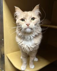 Shelter Stray Male Cat last seen , South District, TX, 355 Hillshire Dr, Haslet, TX 76052, USA