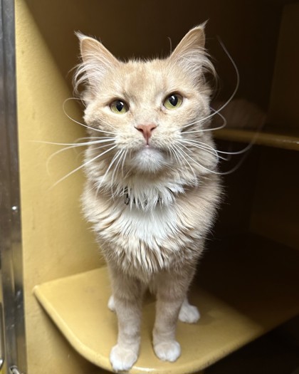 Shelter Removed Male Cat last seen , South District, TX, 355 Hillshire Dr, Haslet, TX 76052, USA